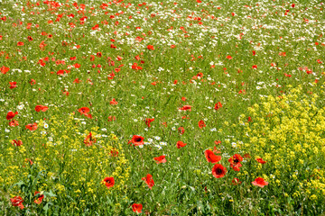 A meadow with poppies and  daisies