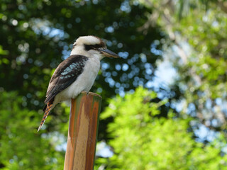 Fototapeta premium Australian Kookaburra on Dangar Island, NSW