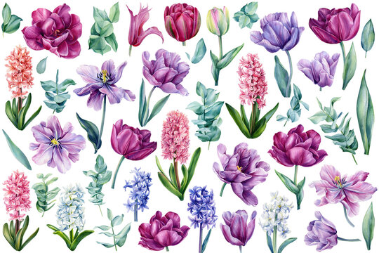 Large floral set, flowers tulips, hyacinths, eucalyptus leaves painted in watercolor
