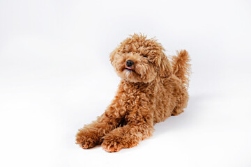 Studio shot of young adorable maltipoo pup isolated on white background. A hybrid between the maltese dog and miniature poodle with a long low shedding wavy hair. Close up, copy space.