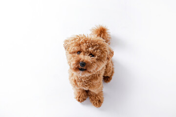 Studio shot of young adorable maltipoo pup isolated on white background. A hybrid between the maltese dog and miniature poodle with a long low shedding wavy hair. Close up, copy space.