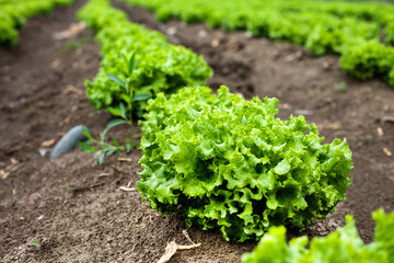  Gardening banner background with green lettuce plants. Agricultural field with Green lettuce leaves on garden beds in the vegetable field.  - obrazy, fototapety, plakaty