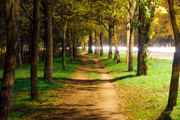 a path between trees at night in the city, street lighting and a road nearby
