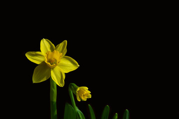 Vibrant yellow daffodil flower isolated on black background. Symbol of spring and Easter. Copy space.