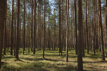 Coniferous green pine forest landscape in summer - 423966740