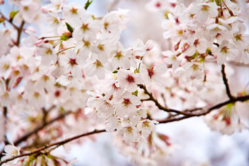 Obraz premium Cherry blossom in spring