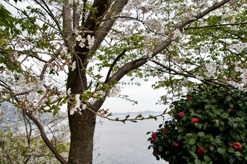 Cherry tree at Atami.