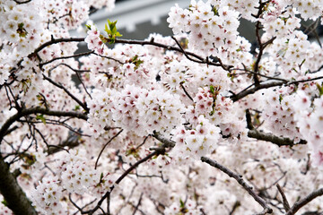 The flower of sakura in Japan.