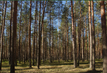 Summer landscape with tall straight pine trees in the forest