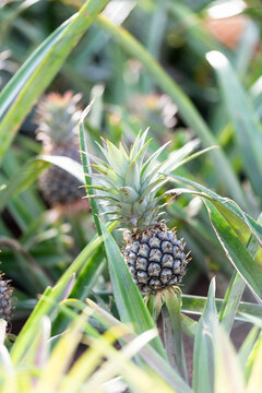 .The image of beautiful pineapple in the farm.