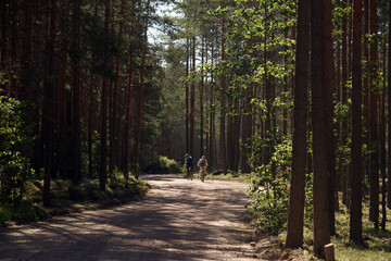 Forest dirt road among pine trees and cyclists in the distance
