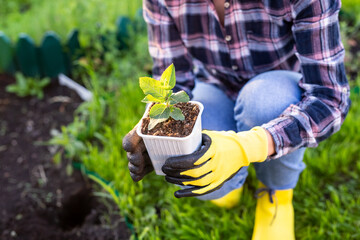 Hand of woman gardener in gloves holds seedling of small apple tree in her hands preparing to plant...