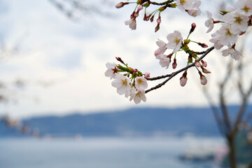 Cherry blossom in bloom.