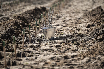 Planting trees on arid soil to fight against desertification