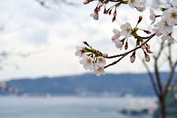 The flower of cherry tree in Shizuoka.