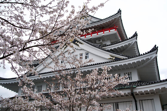 Atami castle with cherry tree in spring.