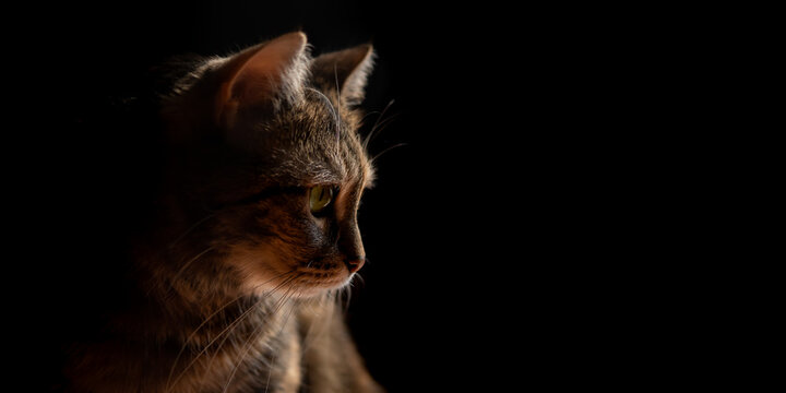 Domestic tabby cat isolated on black background. Banner size with some copy space.