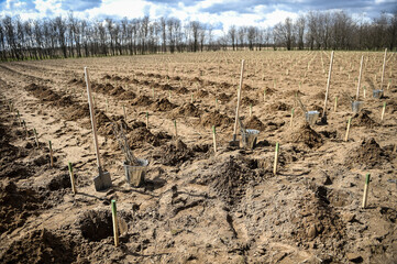 Planting trees on arid soil to fight against desertification