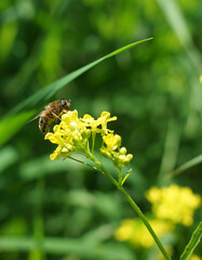 A bee pollinates a flower by collecting pollen in summer