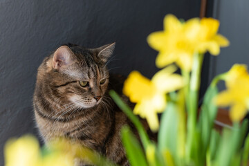The tabby cat sitting behind daffodils, which are highly toxic to cats. Bulb plants are toxic plants for cats. 