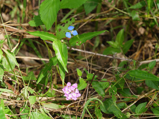 Flowers and plants on Dangar Island