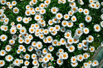 lot of daisies. summer flowers on the field. view from above. overhead