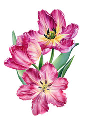 Bouquet pink tulips on isolated white background, botanical watercolor illustration