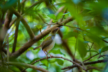 Little bird on a branch