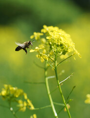 Insect bee collects flower nectar and pollen on its paw