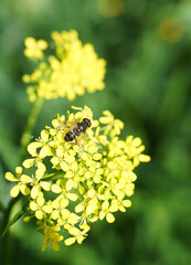 Little Bee collects pollen on its paw near a yellow flower