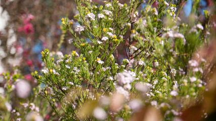 Arbusto de tallos con pincho en jardín soleado