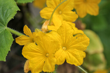 natural yellow cucumber flower photo