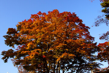 日本の秋の代名詞　日光の美しい紅葉