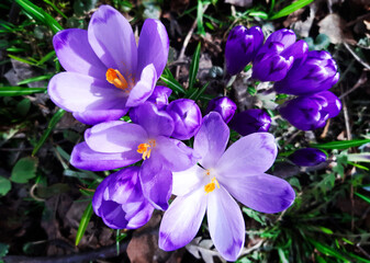 Beautiful blooming flowers crocuses in the forest. Bright scenery growing plant, green leaves with purple flowers. Fresh spring composition of snowdrops in wildlife. Top view, close up