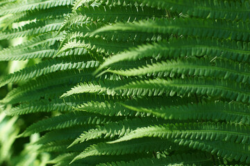 Pattern or background of fern leaves growing in the forest