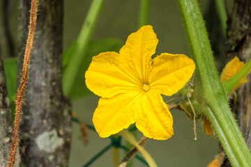 natural yellow cucumber flower photo