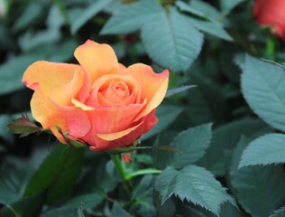 Beautiful orange, white and intense pink roses. 