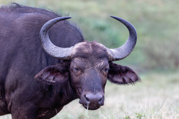 portrait of an African buffalo cow in the wild