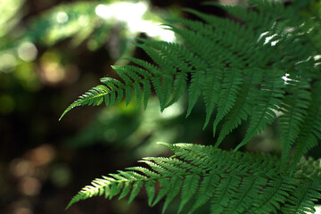 Fern plant in the forest lit by the sun