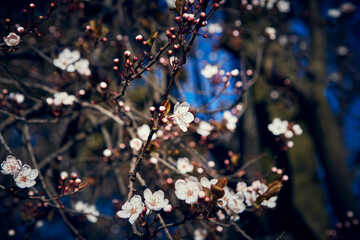 Blossom beautiful natural close-up white sakura flowers on the blurred background with the sakura tree and blue sky on the behind