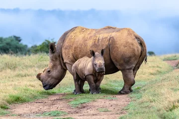 Fotobehang dehorned white rhino mother with small calf in the wild  © Louis