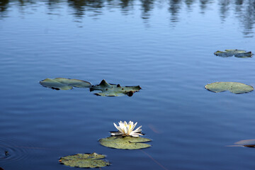 A beautiful white water lily blossomed in the middle of a blue lake
