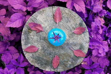 blue tomato on wooden background in purple leaves