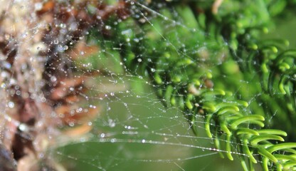 Cobweb covered with raindrops between pine twigs. Reflections of light. 
