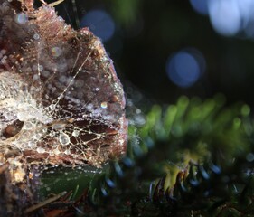 Cobweb covered with raindrops between pine twigs. Reflections of light. 