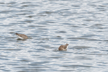 Uferschnepfen an der Nordsee
