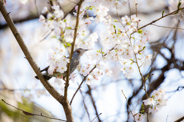 鳥とサクラ