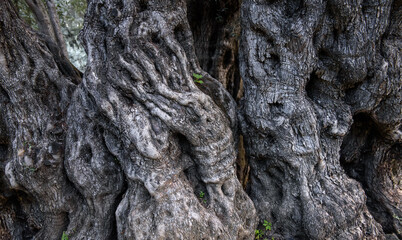 Bark of ancient olive tree with spooky shapes of hands and faces - Powered by Adobe