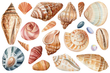 Set of Seashells on isolated white background, watercolor illustration, sea clipart