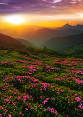 scenic summer sunrise landscape in Europe, amazing view on blossom pink flowers